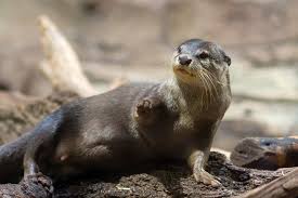 OtterClimbingRocks
