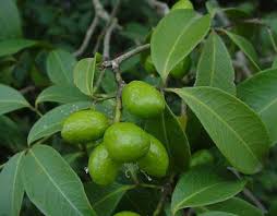 Image result for Vepris macedoi