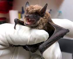 This information may also help clear up misunderstandings. Most Rabies Infections In The United States Come From Bats Cdc Says Cnn