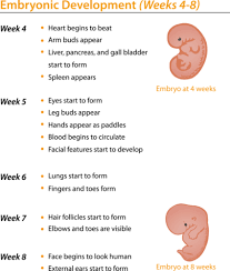 Pin By Hashana Orravan On Honey Bun Stages Of Fetal Development Prenatal Development Fetal Development