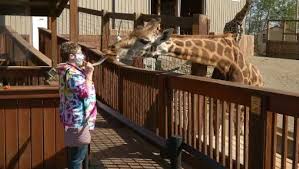 Connect with the wildlife and discover the natural world with this live streaming webcam! Is Another Animal Adventure Giraffe Pregnant Park Thinks So