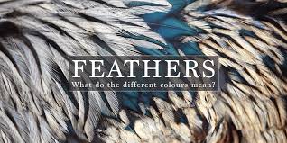 Black and white mixed feathers can represent protection, or the sense of a union. Feathers Appear When Angels Are Near What Is The Meaning Of Finding Feathers Wishing Moon