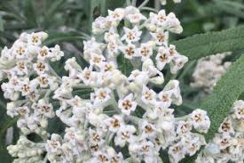Image result for Scrophulariaceae