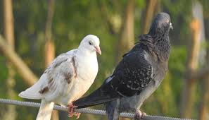 We did not find results for: Significado De Sonar Con Palomas Psicoanalisis Y Mas