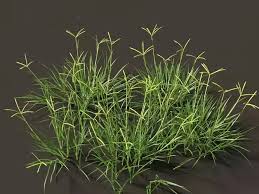 Image result for Dactyloctenium aegyptium