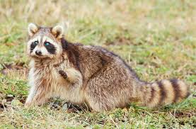 Maybe you would like to learn more about one of these? Dublin Ohio Usa What Should I Do If I Spot A Sick Raccoon