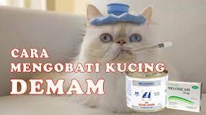 Sebelum menghilangkan kutu kucung, anda harus tahu cara mengidentifikasi bahwa kucing anda diserang kutu kucing. Cara Mengobati Kucing Demam Youtube