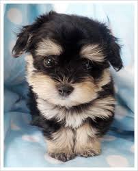 Browse the largest, most trusted source of havanese puppies for sale. Pin By Asacia Ottley On Spirit Animals Cute Animals Cute Dogs Puppies