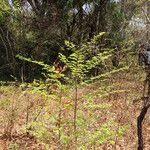 Image result for Margaritaria discoidea