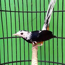 Jenis dari burung murai bati ini mempunyai ciri fisik yang sangat khas, yang mana pada bagian. Kelebihan Murai Batu Blorok Dan Asal Usul Yang Perlu Diketahui