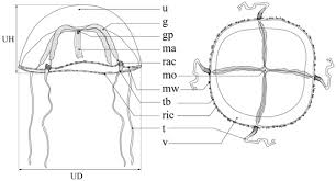 Image result for Hydrothauma manicatum