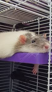 Fivel S Little Hand Hanging Down Is Too Cute Rats In 2020 Cute Rats Pet Rats Rats