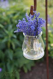 Peacefully Does It Photo Lavender Flowers Beautiful Flowers Lavender Garden