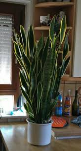 The snake plant is one of the best houseplants to try if you want to add a unique look to your collection but you don't want to fuss over your plants. My Grandparents Giant Snake Plant Sansevieria Plant Plants Snake Plant