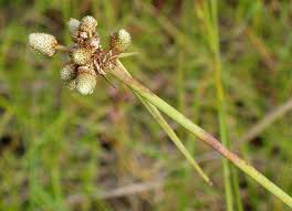 Image result for Lipocarpha chinensis