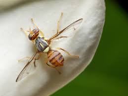 Milo Moire- boundary-pushing Mirror Box performance