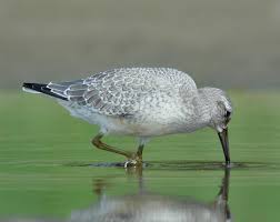 Image result for Hyparrhenia barteri