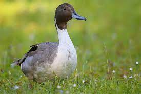 Die spießente (anas acuta) ist eine art aus der familie der entenvögel (anatidae), die im norden eurasiens und nordamerika weit verbreitet ist. Vogelportrat Spiessente Nabu