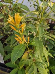 Image result for Cestrum parqui