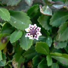 Image result for Verbenaceae