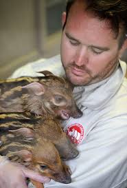 It's National Zookeeper Week! Join us in giving a huge THANK YOU to the  incredible animal care staff who dedicate their days (and sometimes  nights!) to the health, safety, and happiness of