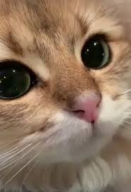 Littersolutionscat If Your Not Thrilled With You Cat Litter Set Up Let Me Show You A Great New Way Cute Animals Cute Baby Animals Funny Animal Videos