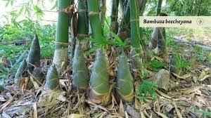 Image result for Pilea bambuseti