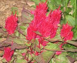 Celosia Argentea Wikiwand
