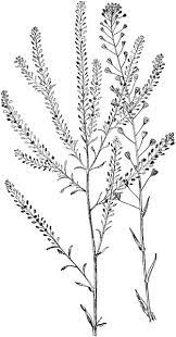 Pepper Grass And Shepherd S Purse Clipart Etc Grass Drawing Grass Flower Wild Grass