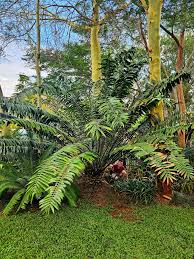 Image result for Encephalartos chimanimaniensis