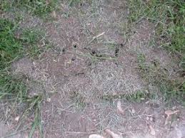 To kill ants outside, first locate the anthill where the ants are coming from. Field Ants Wisconsin Horticulture