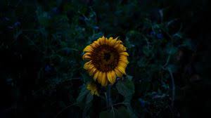 Sunflowers with background of mountain during evening time hd flowers. Download Sunflower Wallpaper Black Cikimm Com