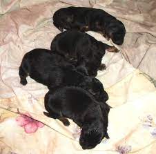 Maybe you would like to learn more about one of these? German Shepherd Puppy For Sale Near Me Sacramento Dog Training