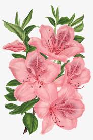 Roses are the prettiest form in which nature has blessed us and this image of rose is certainly one of the best ones. Pink Bunch Of Flowers Drawing Drawing Of Pink Flowers Transparent Png 400x400 Free Download On Nicepng