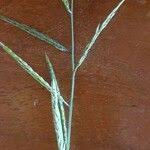 Image result for Eriochloa meyeriana