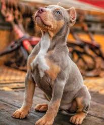 Before you buy one, you should know your responsibilities as a dog owner as well the pros and downsides of owning a champagne pitbull. Tri Color Pitbull The Rare Pitbull Color Everyone Wants To Have