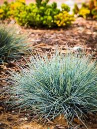 Texas Red Yucca Blue Fescue Fescue Grass Ornamental Grasses