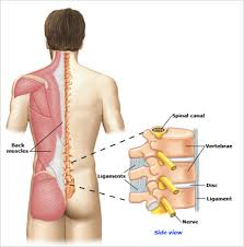 Depending on the exact area in question, you could be in the area of the kidneys, descending colon, lower aspect of the diaphragm, the spleen, lower ribs or pelvic bone. Back Pain Remedies Lower Back Pain Treatment Singapore