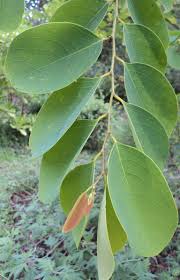 Image result for Cleistanthus