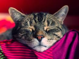 Für die anerkennung der verschiedenen rassen sind offizielle verbände und vereinigungen wie die cfa (cat fanciers' association), die fife. Welche Katzenrassen Fur Anfanger Geeignet Sind