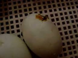 Entenküken sind mit daunen bedeckt, die nicht wasserundurchlässig sind, und ihre körper sind in dieser lebensphase noch zu schwach, um allein zu schwimmen. Laufente Schlupft Youtube