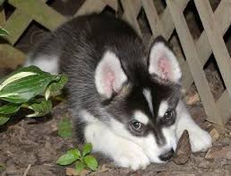 Husky puppies for adoption are loveable, but they do not work beatific gifts. One Day I Will Have A Dog Like This Husky Puppy Animals Husky