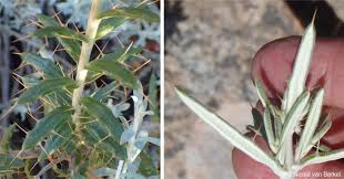 Image result for Berkheya carlinopsis