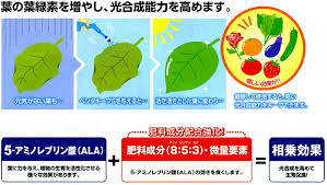 楽天市場 お取り寄せ品 新 機能性肥料ペンタキープ Hyper5000 800ml Ivy