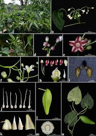 Image result for Cynanchum gonoloboides