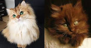 Pictures, videos, articles and questions featuring and about cats. 13 Pics Show British Longhairs Are The Most Gorgeous Breed