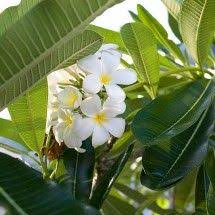 Plumeria Acutifolia White Frangipani Egardens Com Au Plantssydney Plantsonline Deciduousplants Featuretree Flow Australian Plants Plants Plants Online
