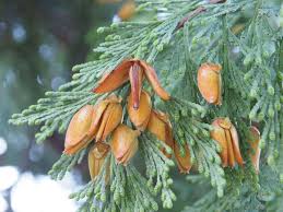 Image result for Cupressaceae