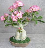 Artificial Flowering Desert Rose Bonsai Tree Bonsai Tree Desert Rose Plant Desert Rose