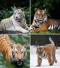As a parent, you can collect relevant must know animal facts for kids. 87 Interesting And Fun Tiger Facts For Kids